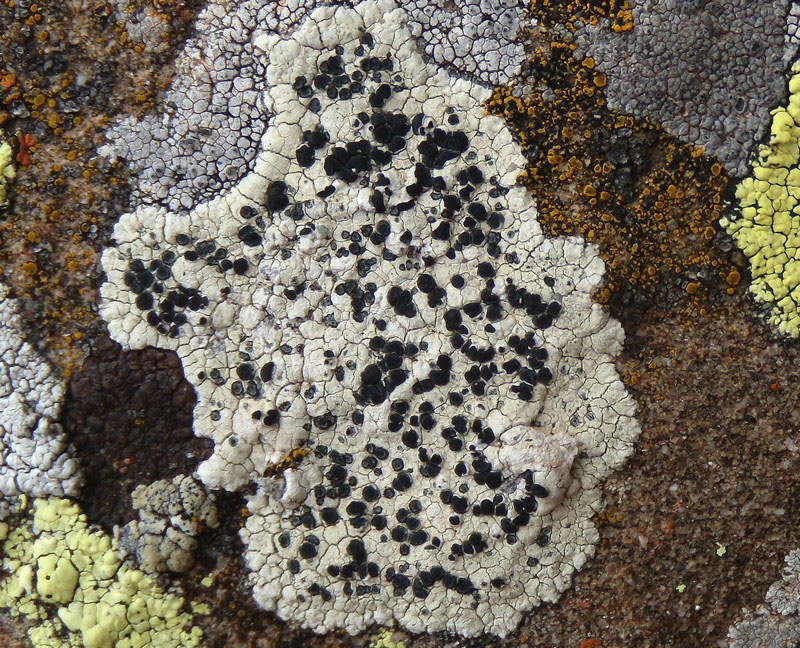 sull''arenaria della Laga